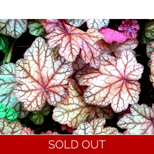 Heuchera 'Plum Power'